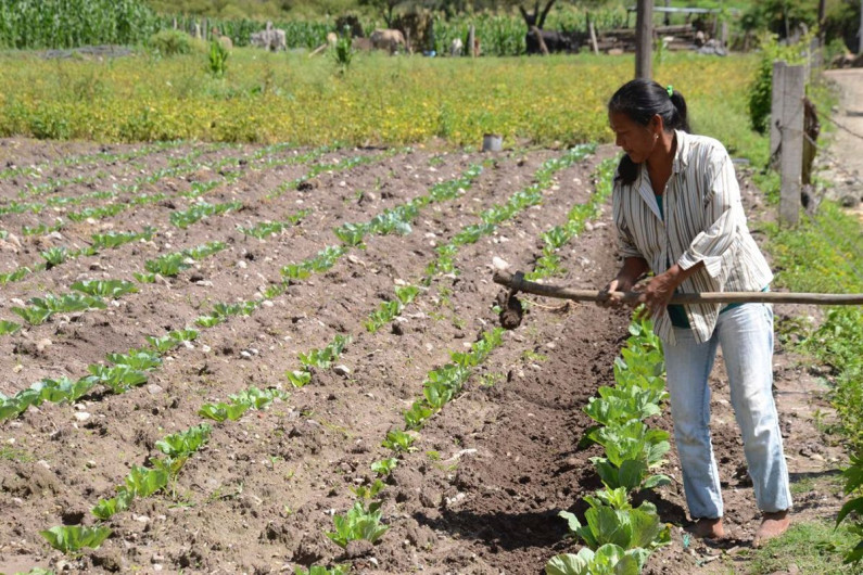 Reconocerán a mujeres rurales