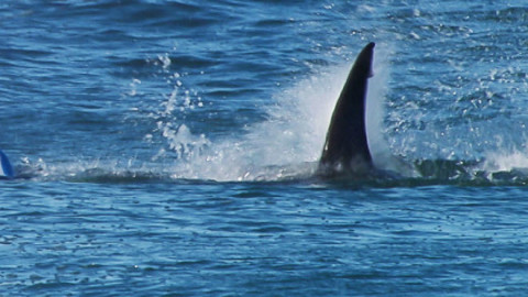 Alerta en playas de Australia tras segundo ataque de tiburón