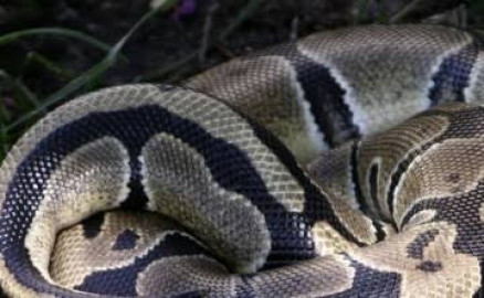 Pitón devora a perro en fraccionamiento de Acapulco; rescatan al reptil