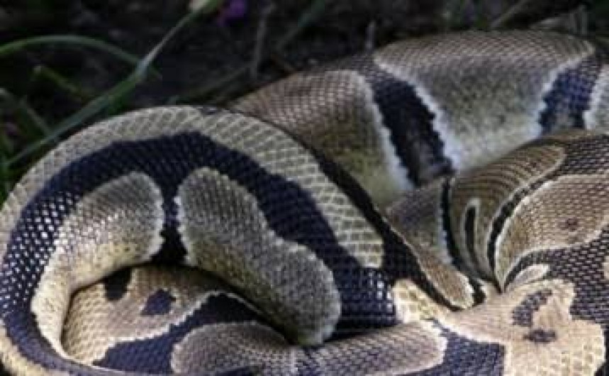 Pitón devora a perro en fraccionamiento de Acapulco; rescatan al reptil