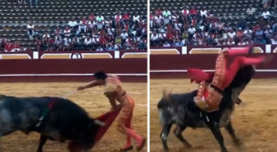 Torero sufre cornada que le destruye la arteria femoral