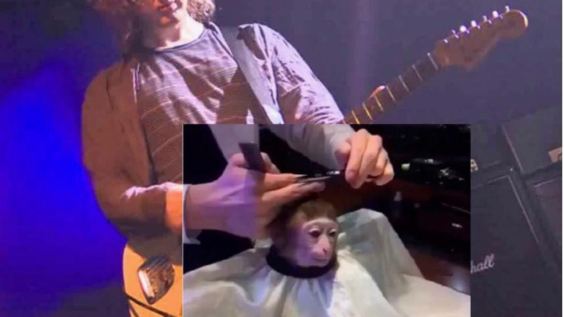 El meme del corte de pelo a un mono que encaja en todo