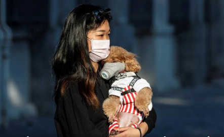 Confirma Hong Kong el primer caso de coronavirus en una mascota 