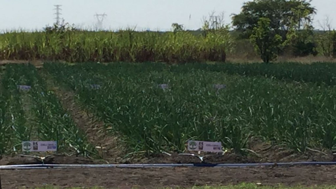 Sector agrícola atentos ante posibles heladas que dañen cultivos