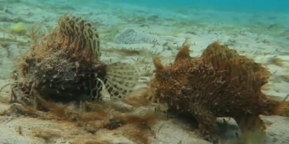 Captan extraña pareja de peces ‘peludos’