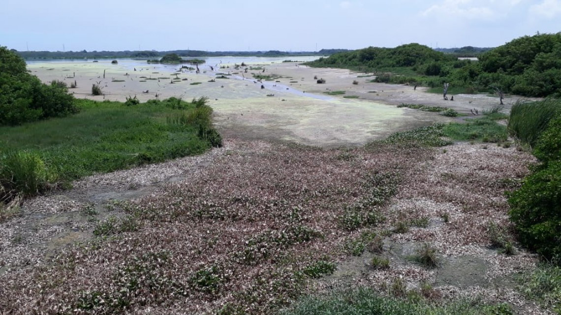 Lagunas comienzan a secarse por falta de lluvias