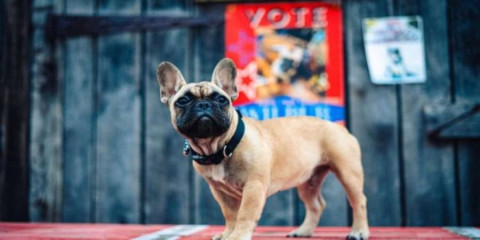 En Estados Unidos eligen a un perrito como alcalde