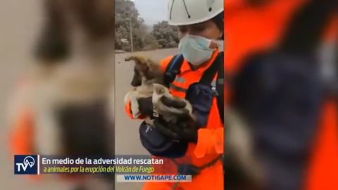 En medio de la adversidad rescatan a animales por la erupción del Volcán de Fuego