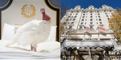 Trump otorgará el indulto a pavos por día de Acción de Gracias