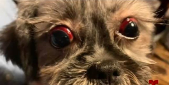 Estética canina de Brownsville es denunciada por maltrato animal