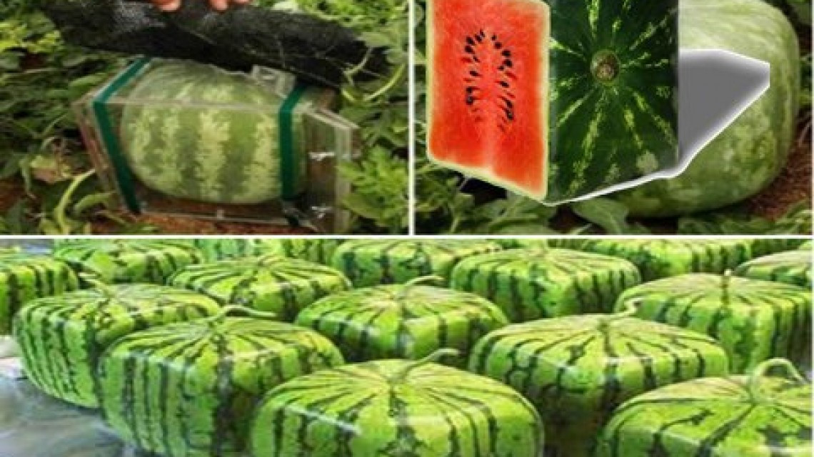 Las frutas con forma alcanzaron un nuevo nivel 