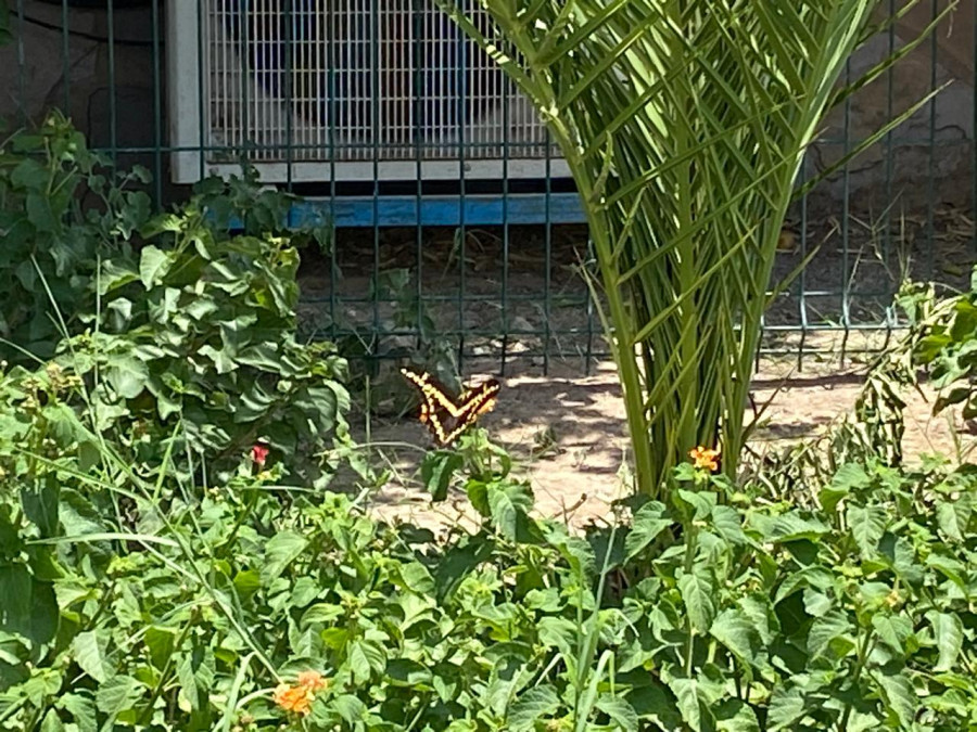 Contribuyen para la migración de mariposas