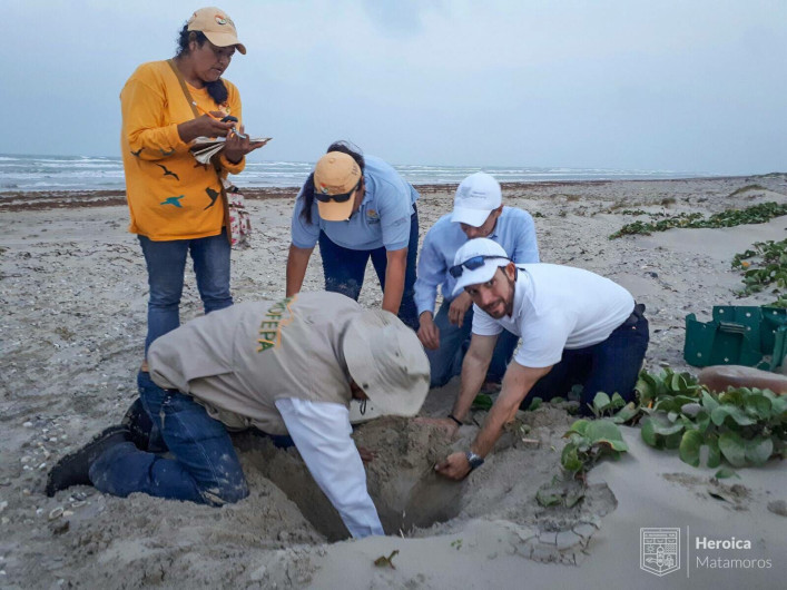 Llegan tortugas lora a desovar a la playa Bagdad 