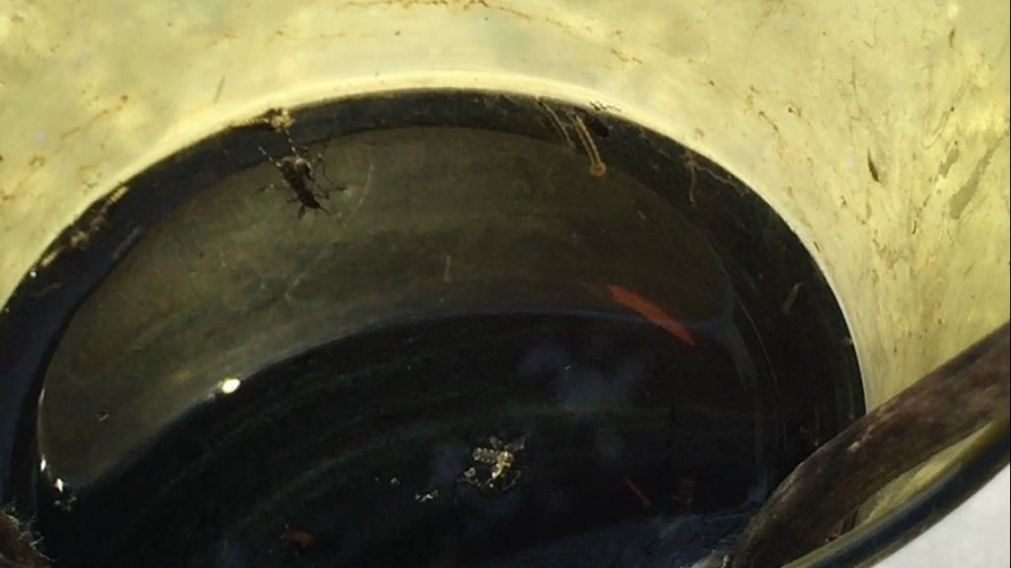 Redoblarán trabajos para evitar brotes de dengue 