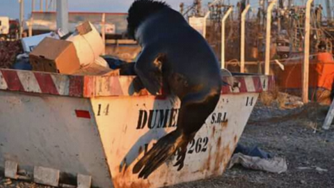 Lobo se hace el dormido al ser descubierto comiendo