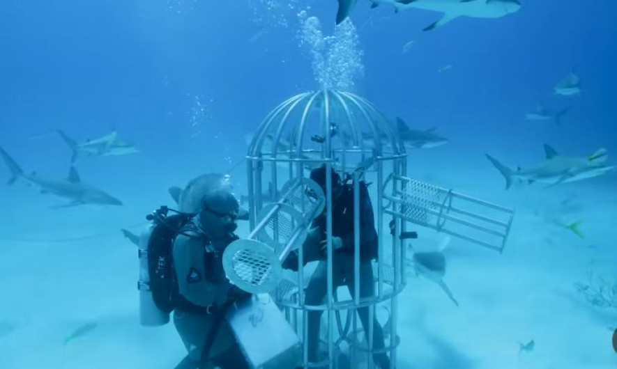 Youtuber indaga si tiburones prefieren la sangre humana