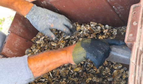 Refuerzan acciones de seguimiento y sanidad en unidades de producción acuícola en Soto la Marina