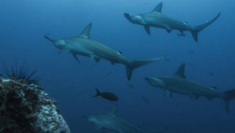 ¡Que miedo! Queda atrapada debajo de "200 tiburones" martillo mientras buceaba