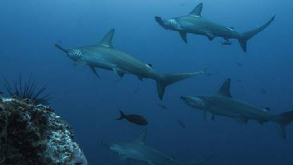 ¡Que miedo! Queda atrapada debajo de "200 tiburones" martillo mientras buceaba