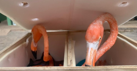 Rescatan flamencos en aeropuerto de Mérida