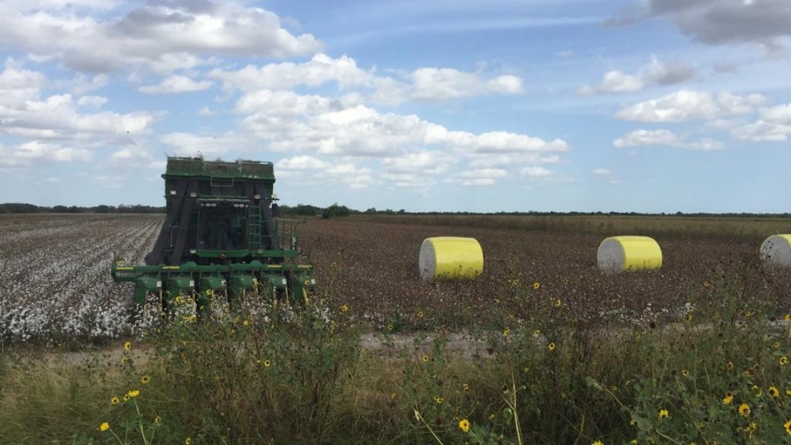 Sigue activa la pizca de algodón en el norte de Tamaulipas