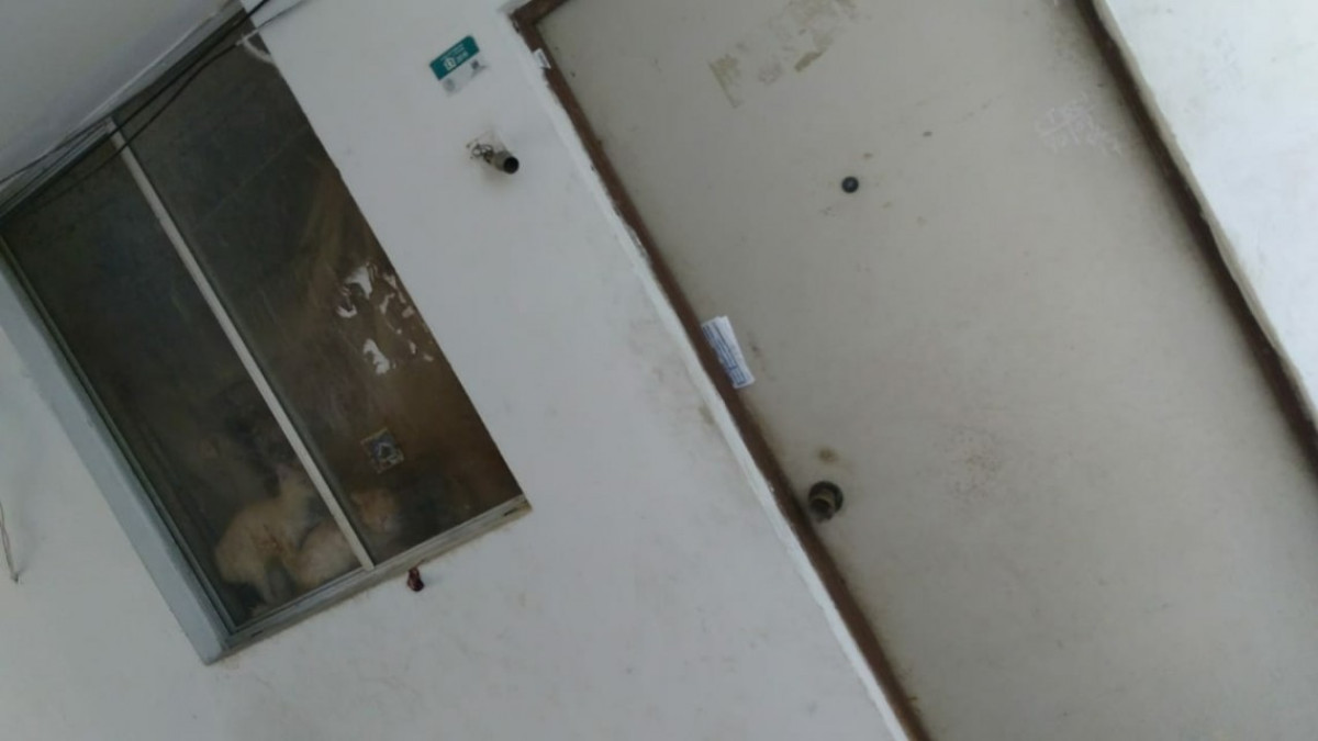 Departamento con 30 gatos causa estragos y molestias en la 20 de noviembre