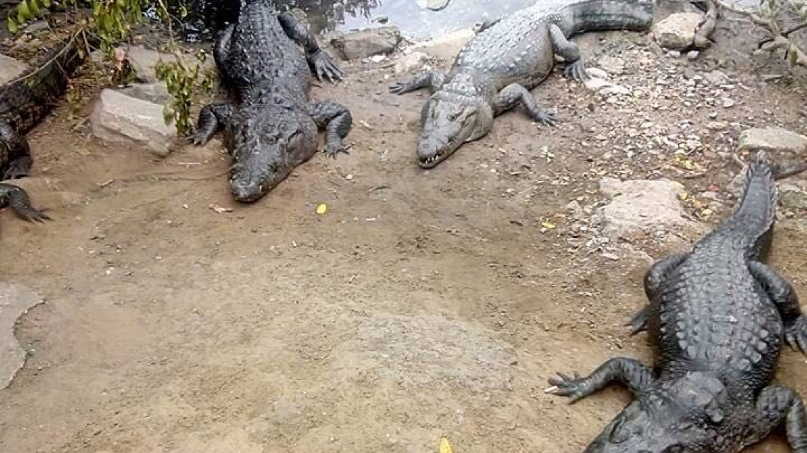 PC exhorta a no brincar malla de seguridad en laguna del Carpintero 