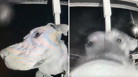 Perrita toca timbre de su casa tras escapar 