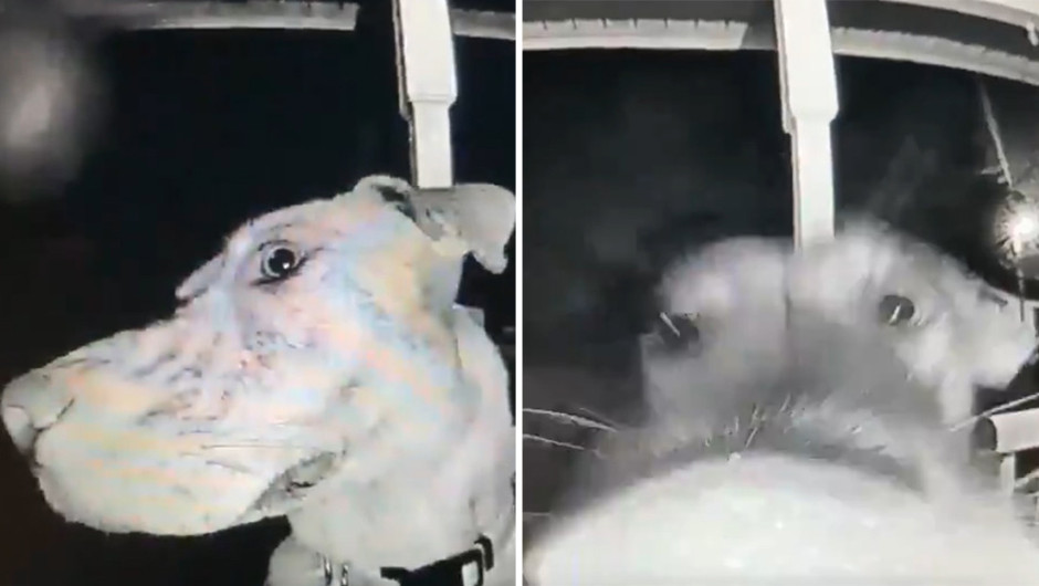 Perrita toca timbre de su casa tras escapar 