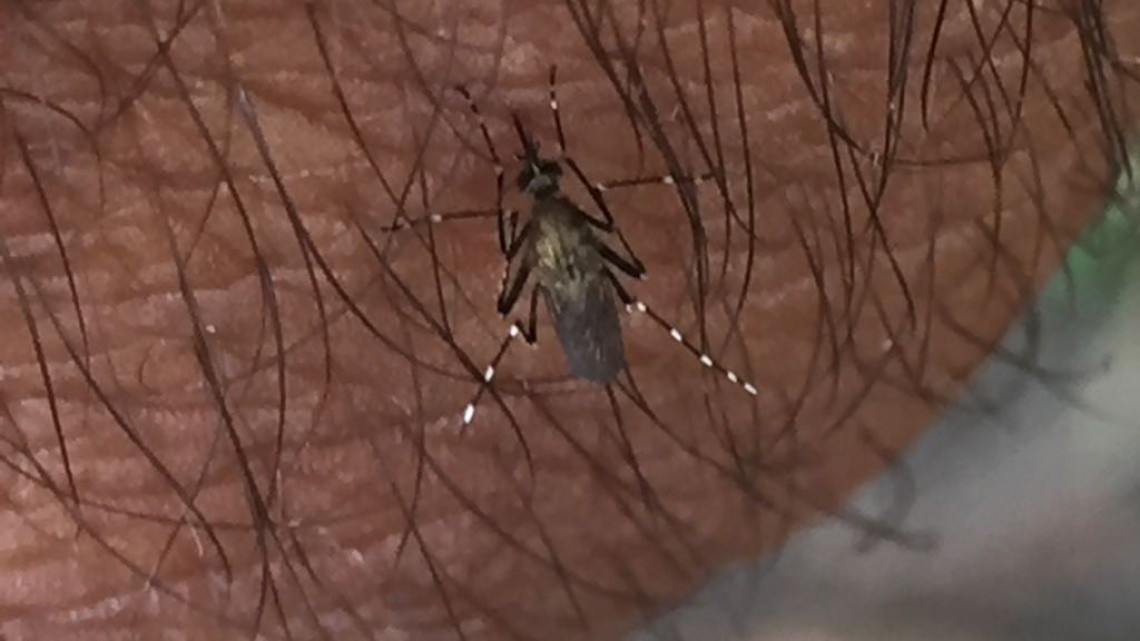 Casos de dengue se reducen tras inicio de la temporada invernal