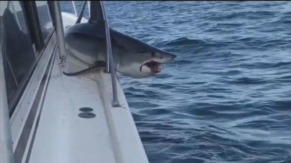 Pasajeros de Yate son sorprendidos por un tiburón 