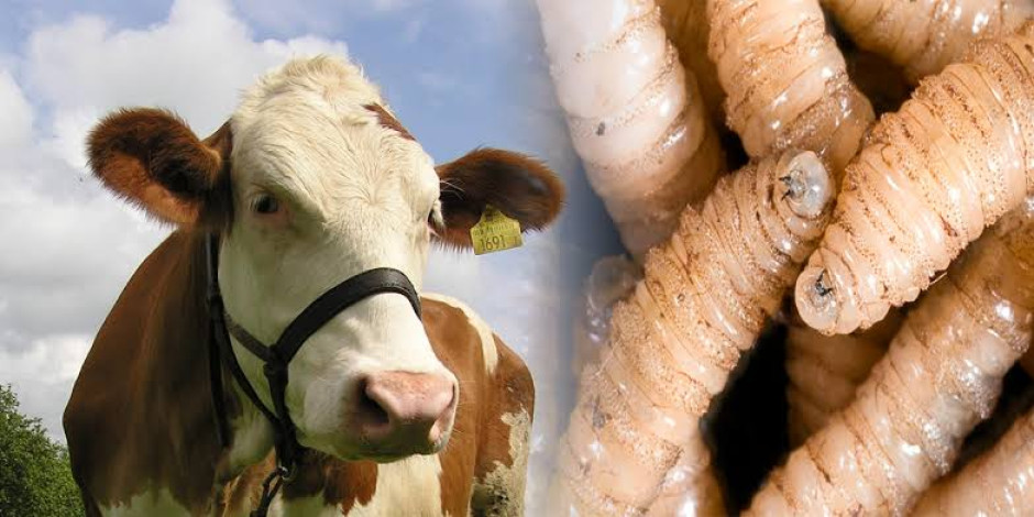 Estados Unidos mantiene suspensión a importación de ganado mexicano por gusano barrenador; invertirá 21 mdd para erradicar la plaga