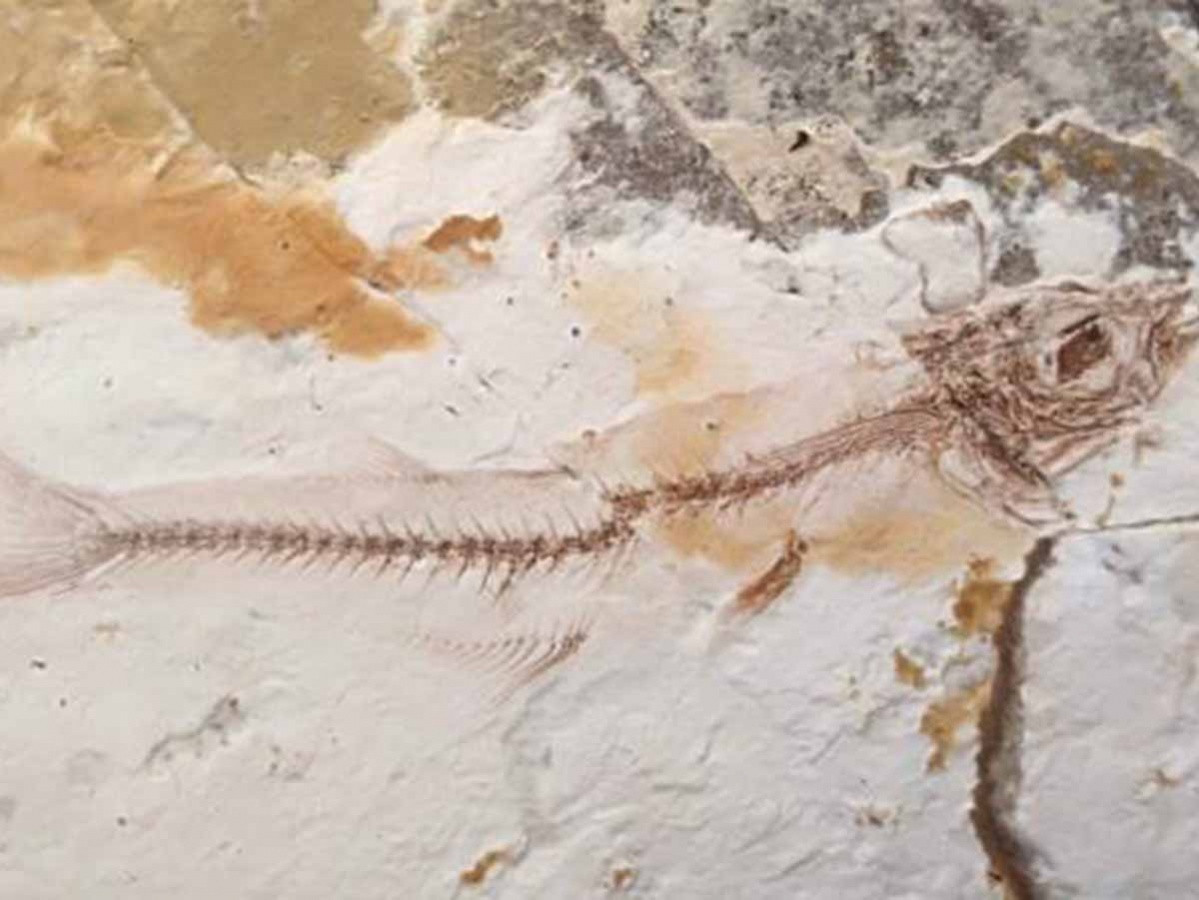 Descubren extraños fósiles de peces en El Salvador 