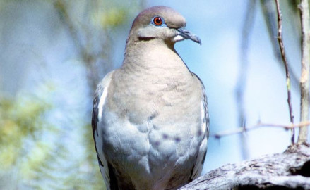 Realizarán Primer Festival de la Paloma de Ala Blanca