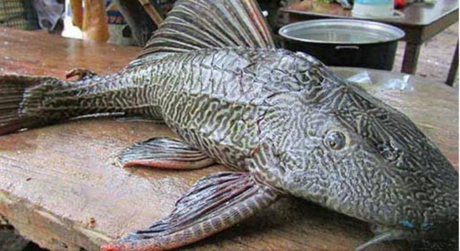 Se analizan alternativas para comercializar el "pez diablo"