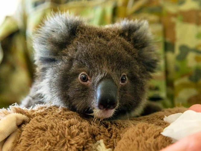 Al menos un 1.000 millón de animales muertos por incendios en Australia