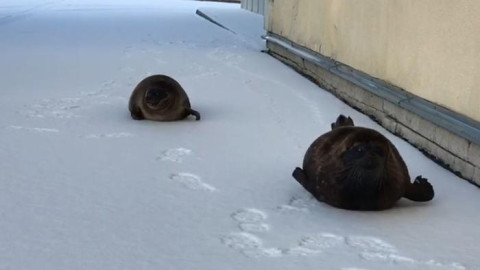 Dos focas pasean por las congeladas calles de un pueblo ruso