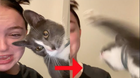  Joven se lleva un zarpazo de su gato por imitar su maullido