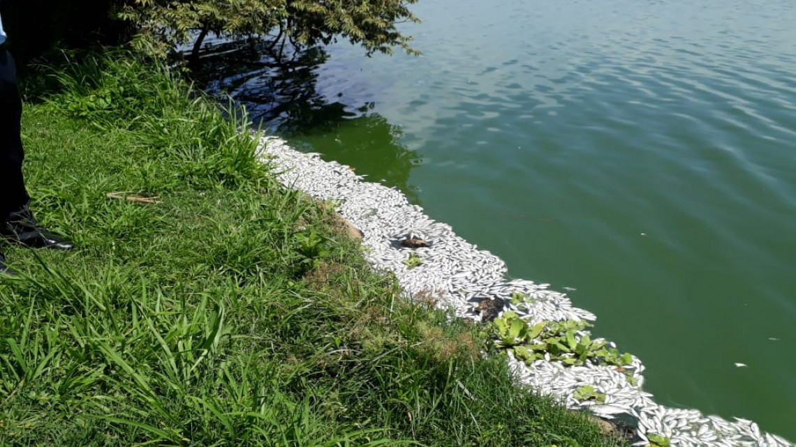 Se genera mortandad de peces en la Laguna “del conejo”