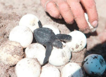 Cancún registró récord de anidación de tortugas en 2020