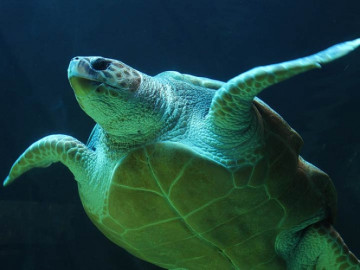 Aves y tortugas comparte genoma con los dinosaurios