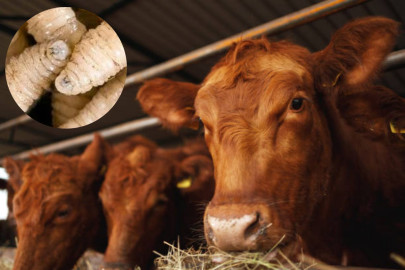 Detectan nuevo caso de gusano barrenador en Nuevo León, equipo de EU colabora en contención: Sheinbaum