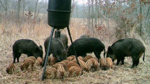 Mujer muere tras ataque de cerdos salvajes