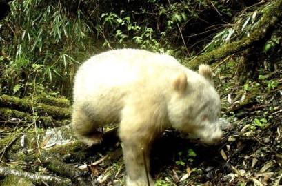 Captan por primera vez un panda albino en China 
