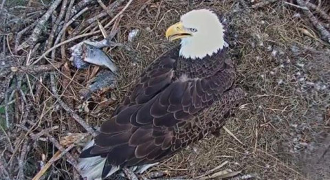 El mundo es testigo del nacimiento de un par de águilas