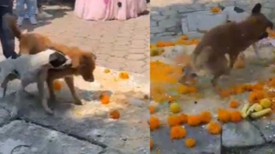 Perritos se pelean en altar de muertos y destruyen ofrenda