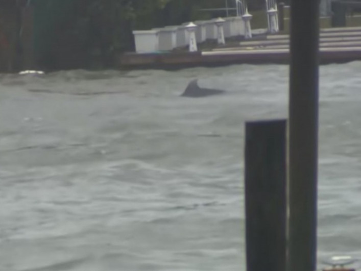 Captan delfines nadando en calles inundadas por "Florence"