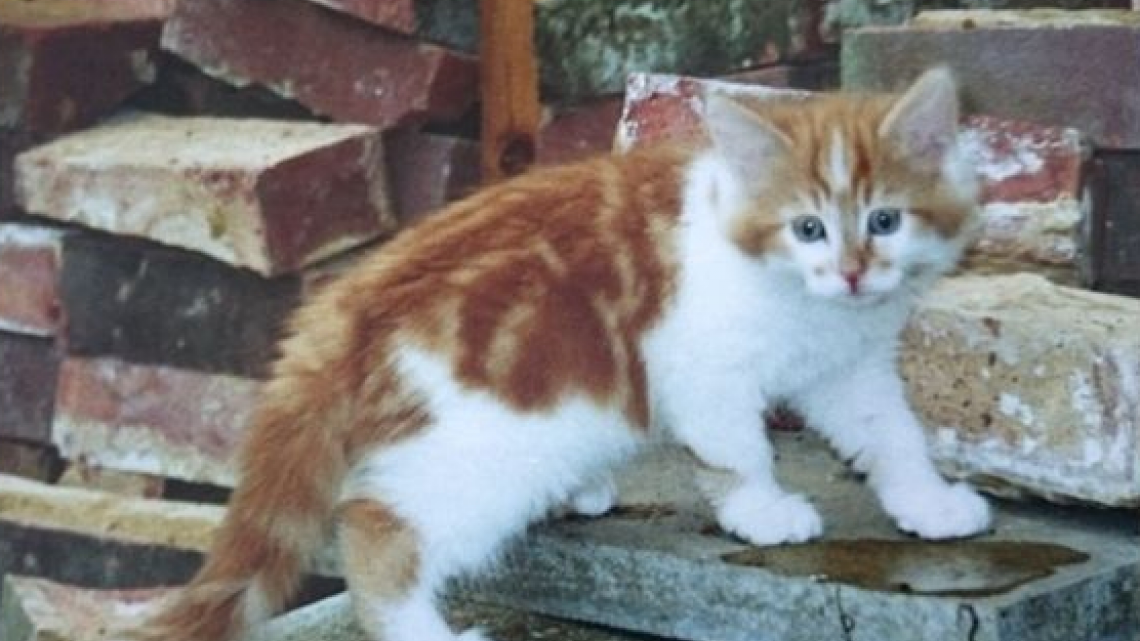 Este gatito cumplió ¡30 años!