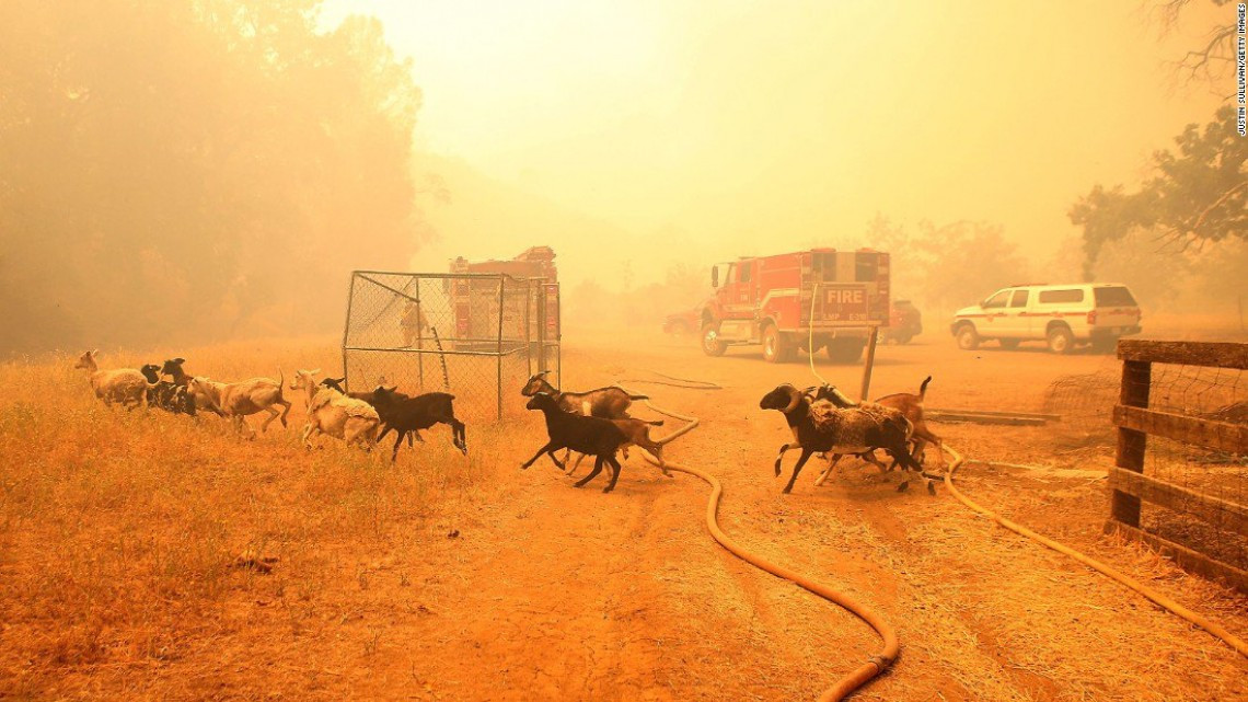Las otras víctimas de los incendios en California