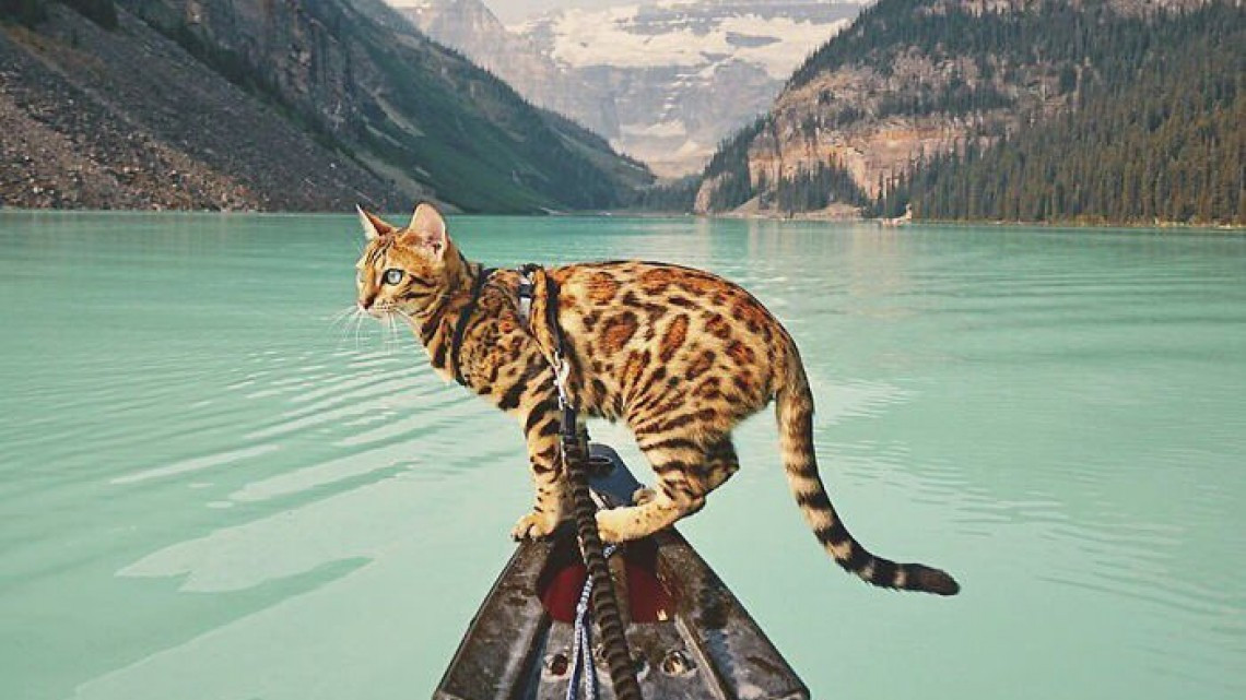 Suki el gato que viaja por el mundo más que todos nosotros 